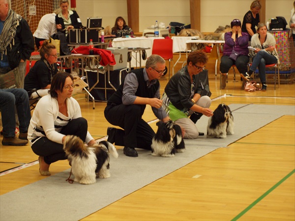 Shih Tzu Danmark